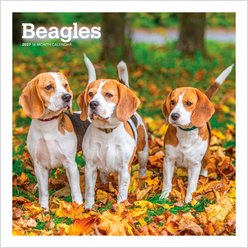BrownTrout Publishers Beagles 2027 Wall Calendar