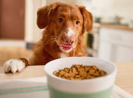 New dog must-haves