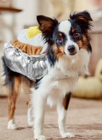 Howlin' good Halloween fun
