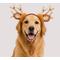 Show in main carousel: Just Joyful Reindeer Dog Headband, Multicolor slide 2 of 3