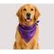 Show in main carousel: Just Joyful Halloween Bat Dog Bandana, Purple slide 2 of 4