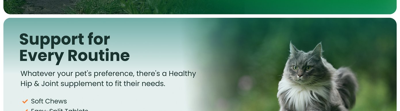 Glucosamine and MSM help promote healthy connective tissue in the joints. These ingredients support the structural components pets rely on for healthy movement, flexibility, and everyday mobility.