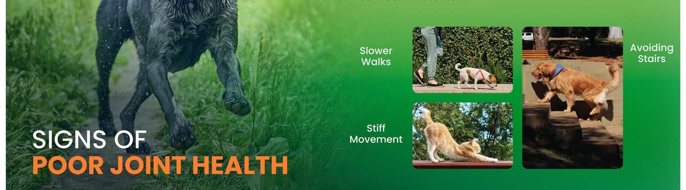 Green-lipped mussel provides targeted joint support by supporting cartilage and helping soothe joint stiffness. This clinically studied ingredient is included as part of VetriScience's advanced joint support approach for dogs and cats.