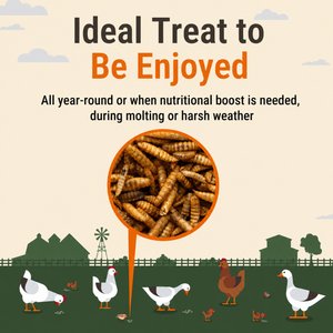 Supreme Grubs Black Soldier Fly Larvae Poultry Treats, 5-lb bag