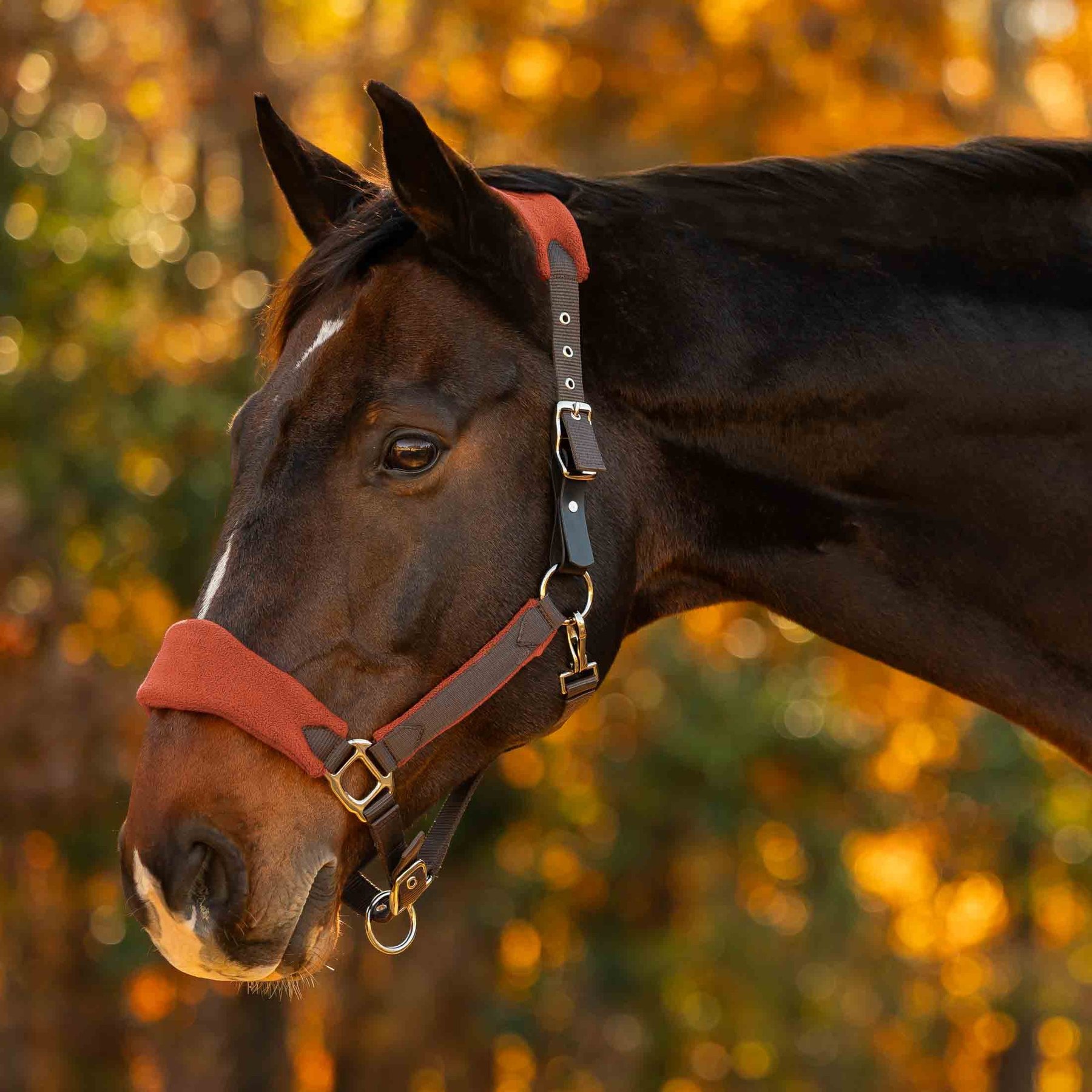 Equinavia Saga Fleece Padded Breakaway Horse Halter, Dark Brown/Chili Oil Red, Horse