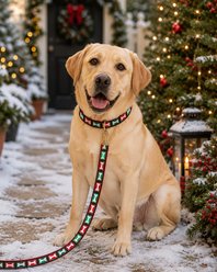 Up Country Christmas Bones Dog Collar, Narrow: Small slide 2 of 6