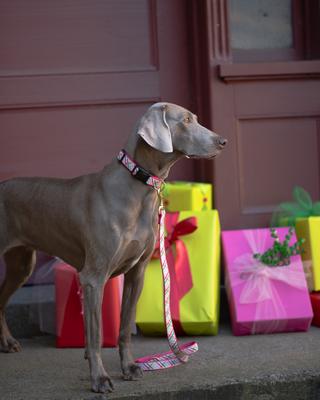 Show full view: Up Country Gingham All The Way Dog Collar, Narrow: Small slide 2 of 6