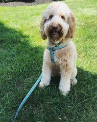 Up Country Bee Lead D-Ring Standard Dog Leash, Wide: 5-ft long, 1-in wide slide 2 of 2