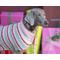 Show in main carousel: Up Country Gingham All The Way Dog Collar, Narrow: Small slide 3 of 6