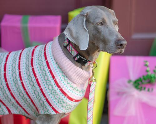 Show full view: Up Country Gingham All The Way Dog Collar, Narrow: Small slide 3 of 6
