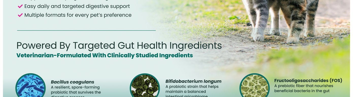 VetriScience gut health formulas are veterinarian-formulated with clinically studied ingredients. Fructooligosaccharides FOS is described as a prebiotic fiber that nourishes beneficial bacteria in the gut, while Bacillus coagulans is described as a resilient, spore-forming probiotic that survives the digestive process. Bifidobacterium longum is described as a probiotic strain that helps maintain a balanced intestinal microbiome.