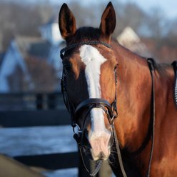 Horze Beaufort Flash Horse Bridle, Brown, Warmblood