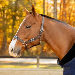 Equinavia Siri Polo Leather Horse Halter, Chestnut Brown/Lyons Blue/Glacier Blue, Horse