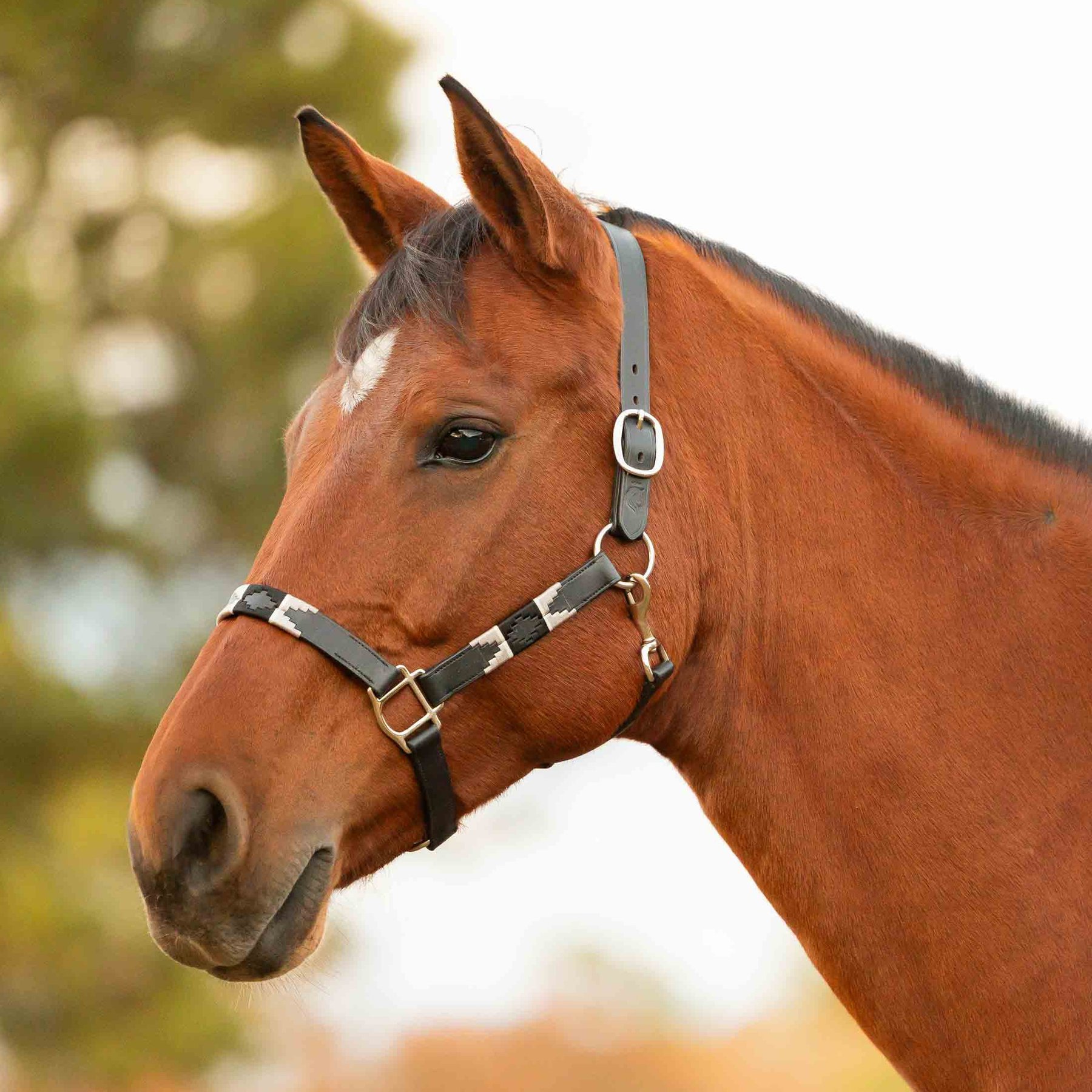 Equinavia Siri Polo Leather Horse Halter, Black/Grey, Cob