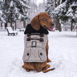 Doggie Design Herringbone Designer Geometric Dog Harness Coat with Leash, Grey, X-Large slide 2 of 4
