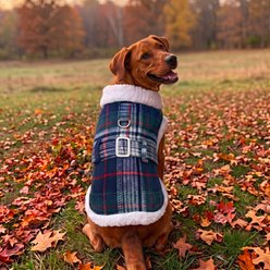 Doggie Design Sherpa-Lined Harness Dog Coat, Blue/Green Plaid, X-Large slide 2 of 4