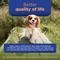 Show in main carousel: Vetmedin (pimobendan) Chewable Tablets for Dogs, 50 tablets, 2.5-mg slide 5 of 10