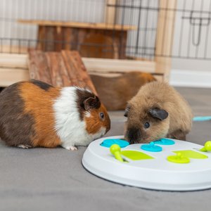 TRIXIE Strategy Flip Board Small Pet Snack Game Toy, White & Green, Medium