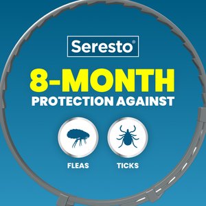 Seresto Flea & Tick Collar for Cats, 1 Collar (8-mos. supply)