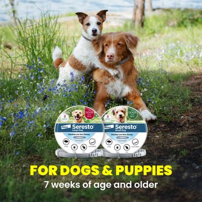 Show full view: Seresto Flea & Tick Collar for Dogs, up to 18-lbs, 1 Collar (8-mos. supply) slide 9 of 10