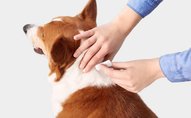 Dog Flea & Tick