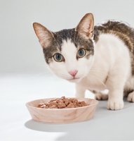 Cat Food