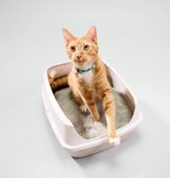 Cat Litter