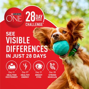 Purina ONE Digestive & Gut Health Support Chicken & Rice Formula Dry Dog Food, 40-lb bag