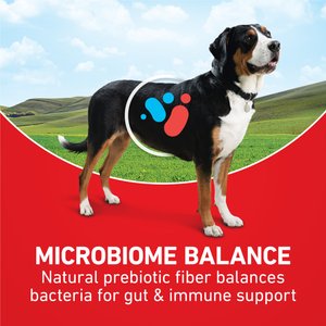 Purina ONE Digestive & Gut Health Support Chicken & Rice Formula Dry Dog Food, 40-lb bag