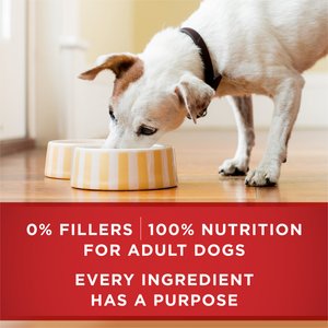 Purina ONE Classic Ground Chicken & Brown Rice Entree Adult Wet Dog Food, 13-oz, case of 12