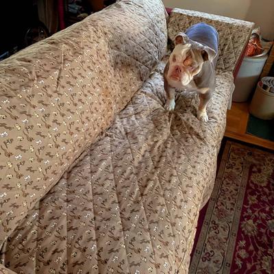 Show full view: Molly Mutt Daysleeper Dog & Cat Couch Cover, Tan, X-Large slide 3 of 3