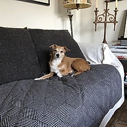 Molly Mutt Rough Gem Dog & Cat Blanket, Graphite, Small slide 2 of 2