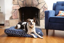 Molly Mutt Sustainable Wool-filled Temperature Regulating Dog Crate Pad Dog Bed, Blue, 36-in