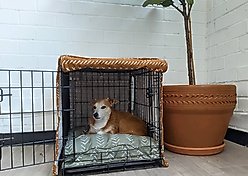 Molly Mutt Sustainable Wool-filled Temperature Regulating Dog Crate Pad Dog Bed, Dark Green, 36-in slide 2 of 2