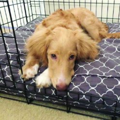 Molly Mutt Sustainable Wool-filled Temperature Regulating Dog Crate Pad Dog Bed, Gray, 42-in