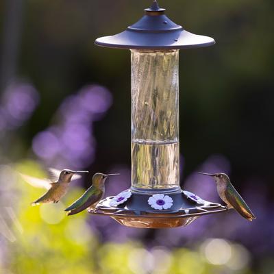Show full view: More Birds Bird Health Prestige Glass Hummingbird Feeder, 13-oz slide 5 of 6