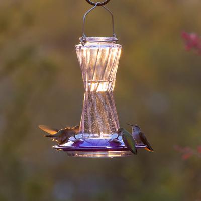 Show full view: More Birds Bohemian Glass with Bee Guard Nectar Ports Hummingbird Feeder, 20-oz, Purple slide 5 of 6