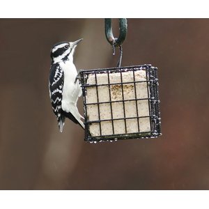 More Birds Single Suet Cage Bird Feeder