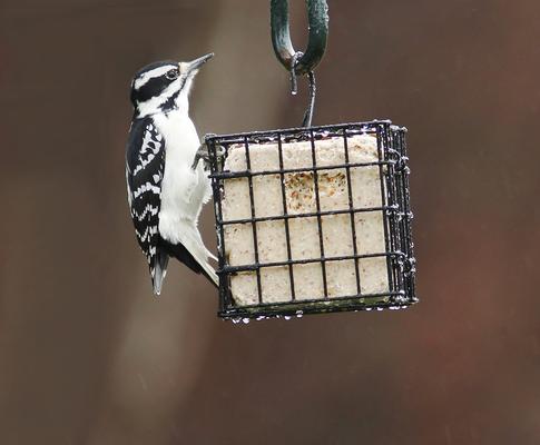 Show full view: More Birds Single Suet Cage Bird Feeder slide 2 of 3