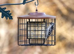 More Birds Squirrel-Proof Double Suet Bird Feeder slide 2 of 3