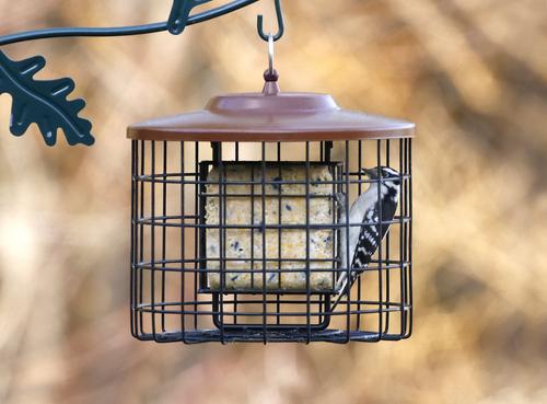 Show full view: More Birds Squirrel-Proof Double Suet Bird Feeder slide 2 of 4