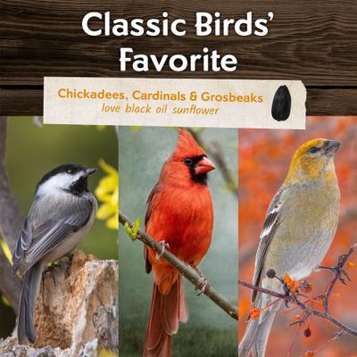 Show full view: Morning Song Black Oil Sunflower Seed Wild Bird Food, 10-lb bag slide 6 of 10