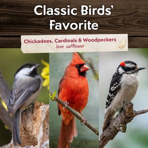 Morning Song Safflower Seed Wild Bird Food, 7-lb bag