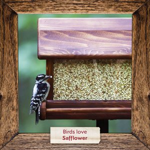 Morning Song Safflower Seed Wild Bird Food, 7-lb bag