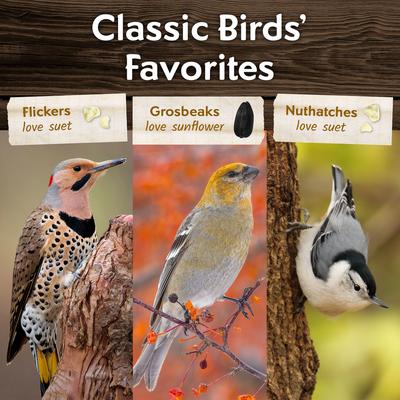 Show full view: Morning Song Sunflower Suet Wild Bird Food, 12 count slide 6 of 8