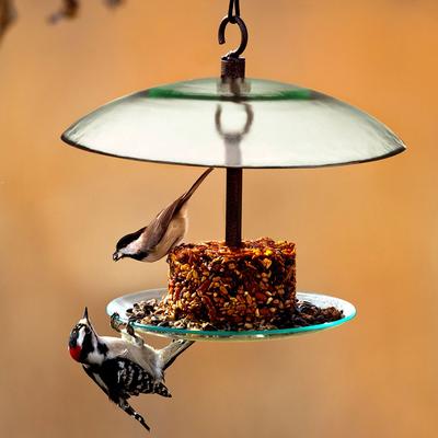 Show full view: Mosaic Birds 360 Degree Petite Seed Cylinder Bird Feeder, 11-in, Clear slide 3 of 5