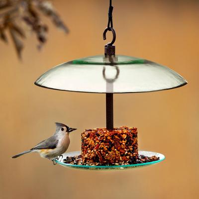 Show full view: Mosaic Birds 360 Degree Petite Seed Cylinder Bird Feeder, 11-in, Clear slide 4 of 5