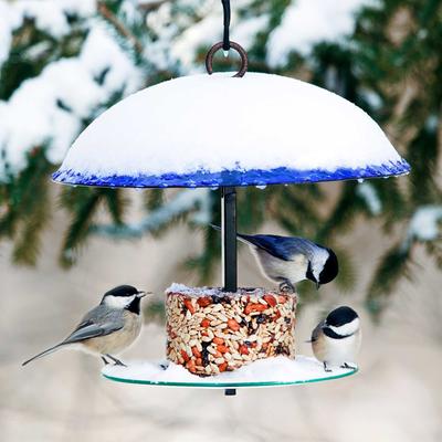 Show full view: Mosaic Birds 360 Degree Petite Seed Cylinder Bird Feeder, 11-in, Cobalt Blue slide 5 of 6