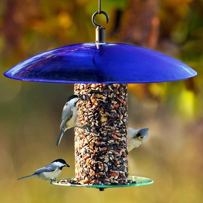 Show full view: Mosaic Birds 360 Degree Seed Cylinder Bird Feeder, 15-in, Cobalt Blue slide 3 of 5