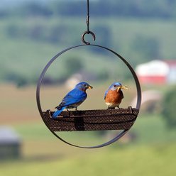 Mosaic Birds Bistro Bird Feeder, 16.9-oz, Copper slide 2 of 8